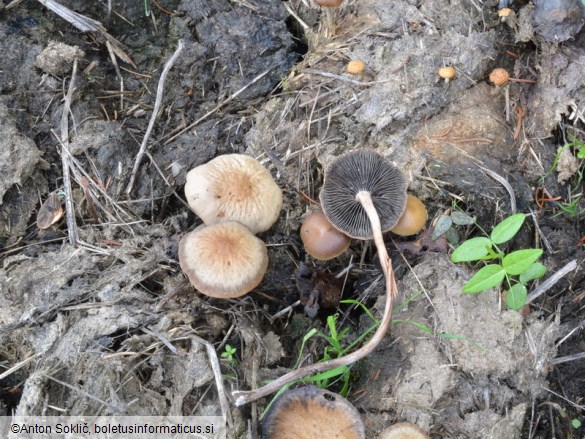 Panaeolus cinctulus