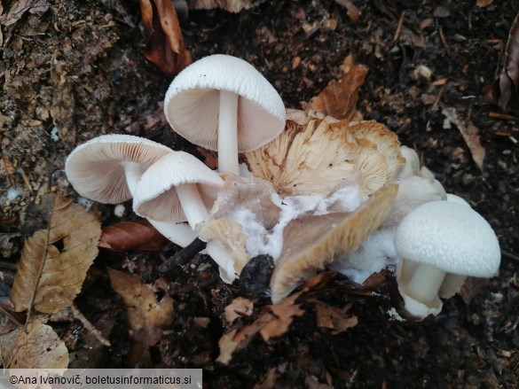 Volvariella surrecta