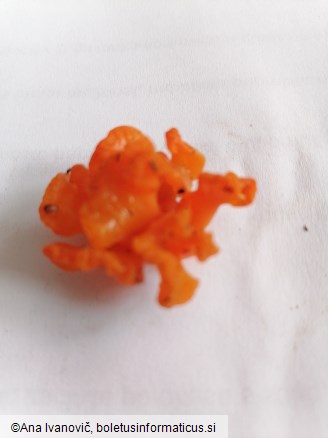 Tremella aurantia