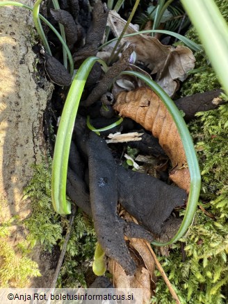 Xylaria polymorpha