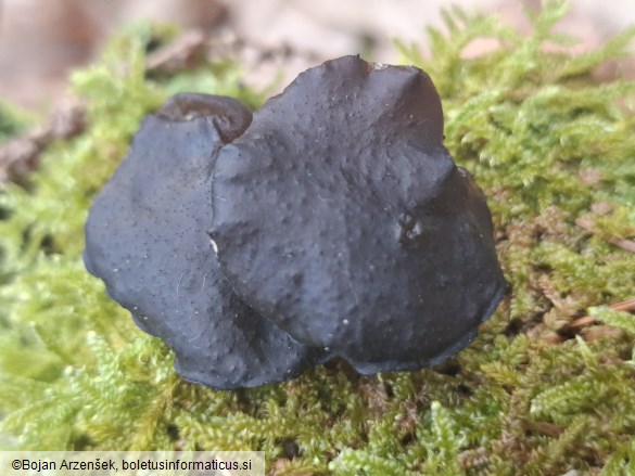 Exidia glandulosa