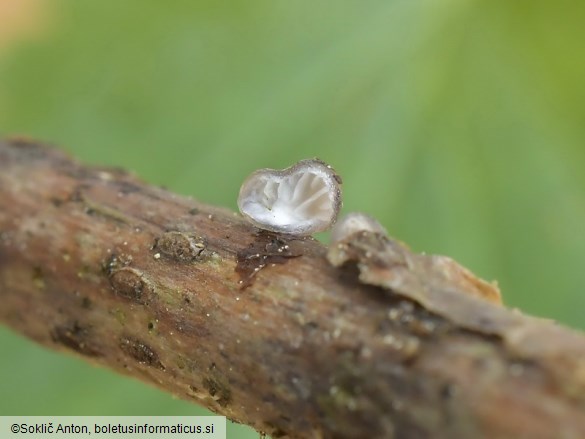 Hohenbuehelia cyphelliformis