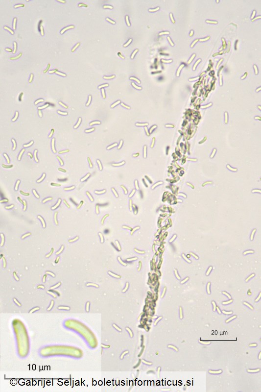 Diatrypella favacea