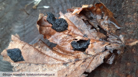 Rhytisma acerinum
