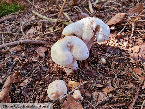 Rhodocollybia maculata