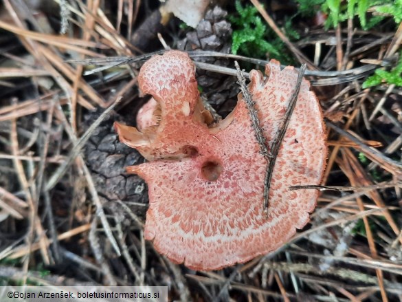 Hypholoma lateritium