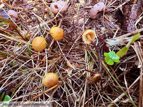 Galerina atkinsoniana