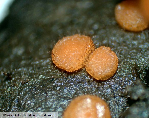 Cheilymenia dennisii