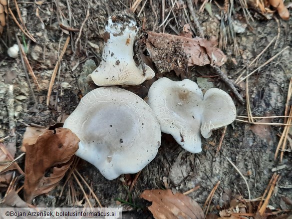 Clitopilus prunulus