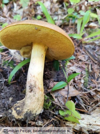 Boletus appendiculatus