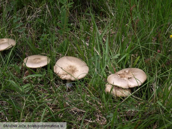 Melanoleuca exscissa