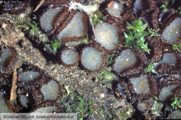 Trichophaea gregaria