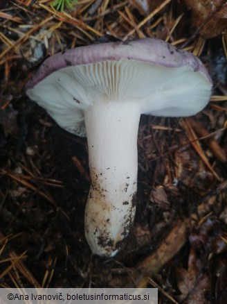 Russula cyanoxantha