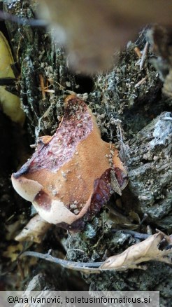 Fistulina hepatica
