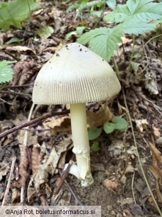Amanita battarrae