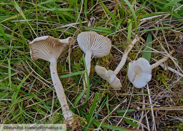 Collybia rivulosa