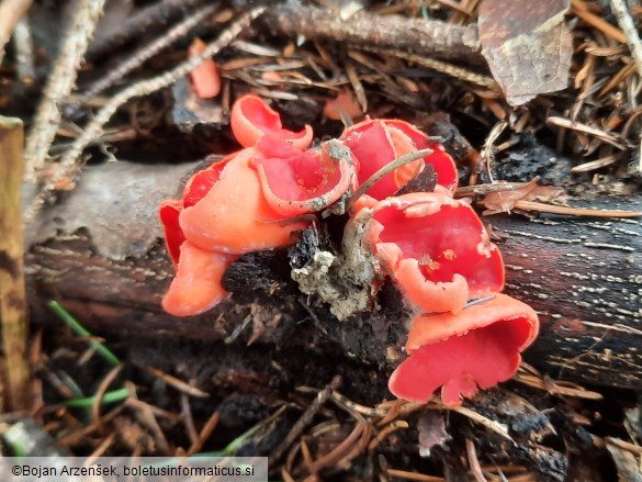 Sarcoscypha austriaca