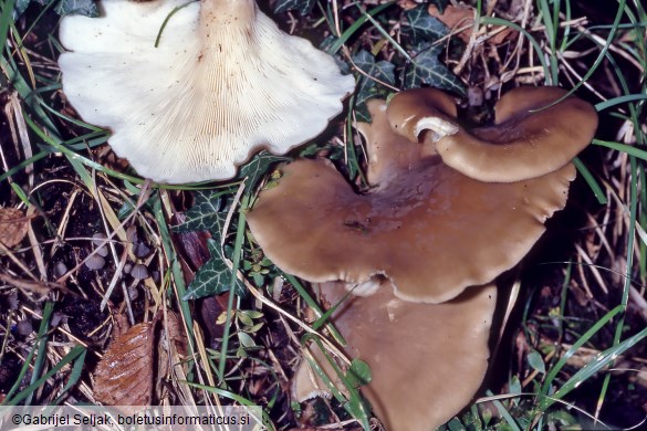 Hohenbuehelia petaloides