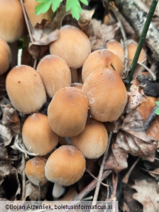 Coprinellus micaceus
