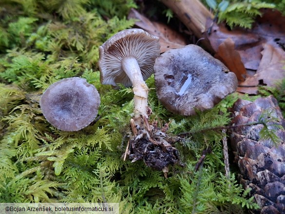 Rhizocybe pruinosa