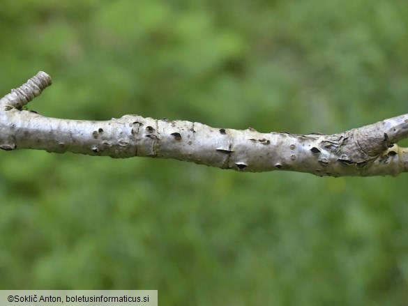 Diaporthe impulsa