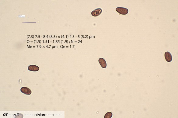 Psathyrella marquana