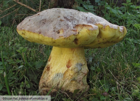 Butyriboletus appendiculatus