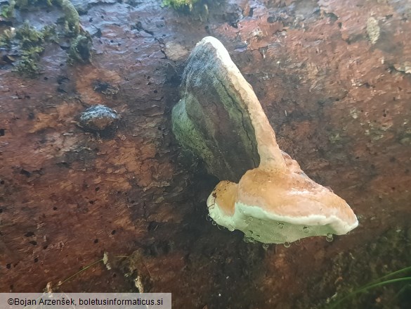 Fomitopsis pinicola