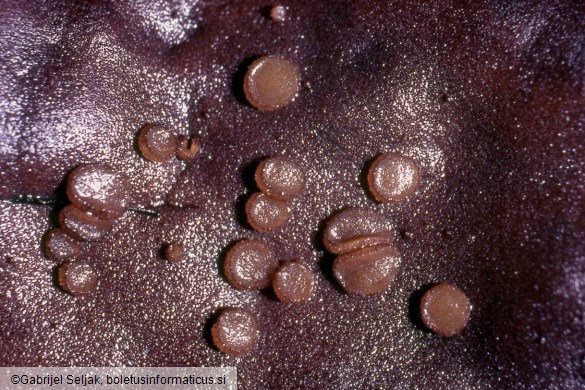 Anthracobia rehmii