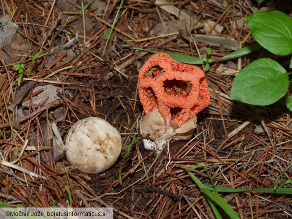Clathrus ruber