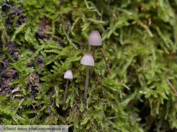 Linopodium filopes