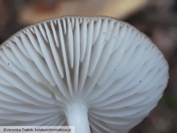 Hymenopellis radicata