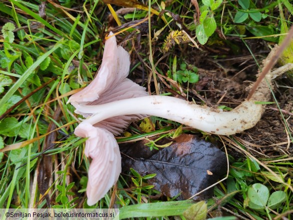 Hygrocybe calyptriformis