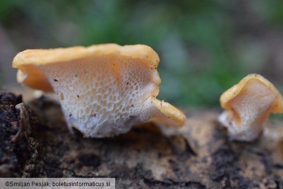 Neofavolus alveolaris
