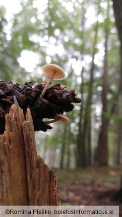 Baeospora myosura