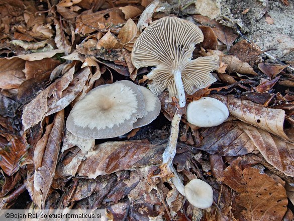 Clitocybe metachroa