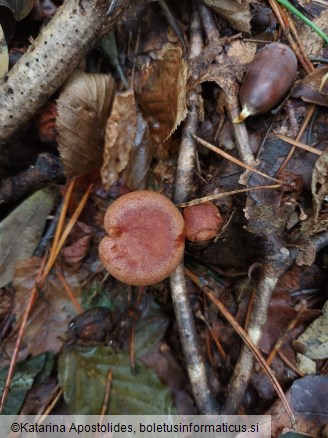 Lactarius quietus