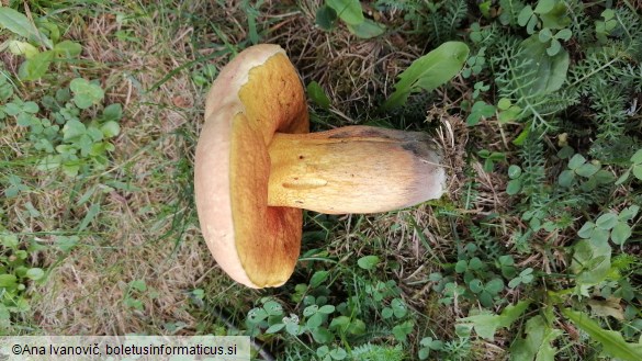 Boletus luridus