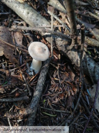 Infundibulicybe gibba