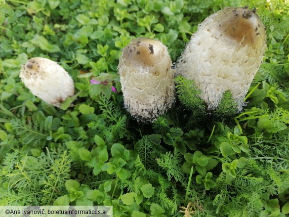 Coprinus comatus