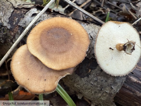 Lentinus brumalis