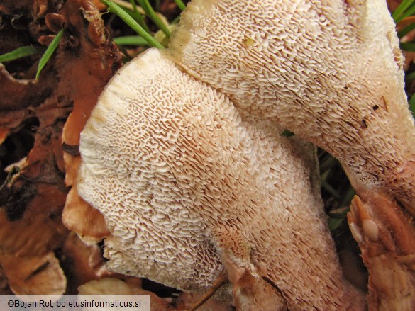 Abortiporus biennis