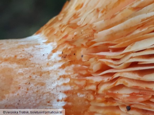 Lactarius deliciosus