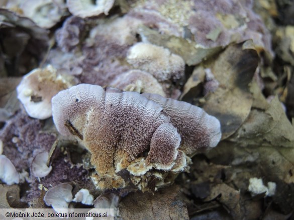 Trichaptum biforme