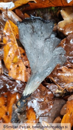 Craterellus cornucopioides