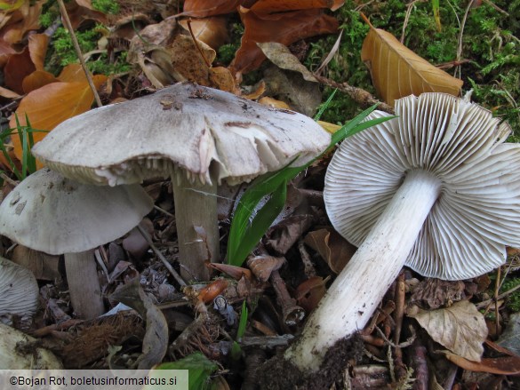Tricholoma sciodes