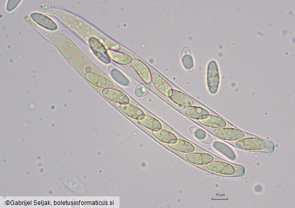Rutstroemia bolaris