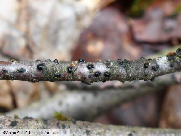 Cheirospora botryospora