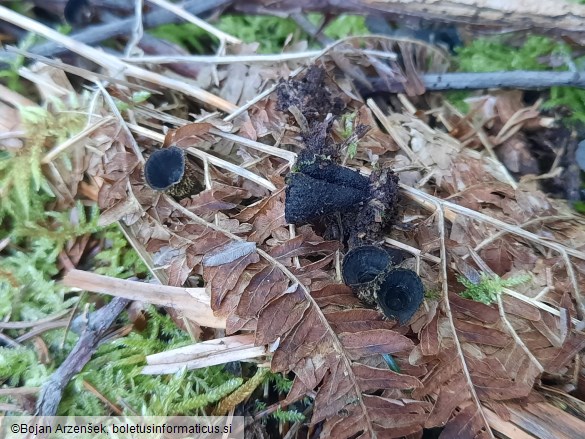 Cyathus striatus