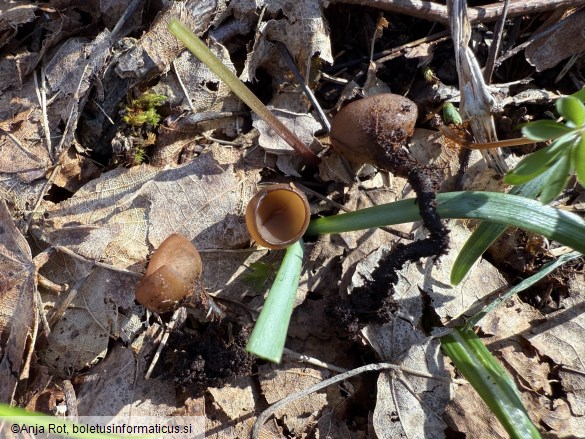 Dumontinia tuberosa